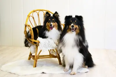 Adrenalina & Crash