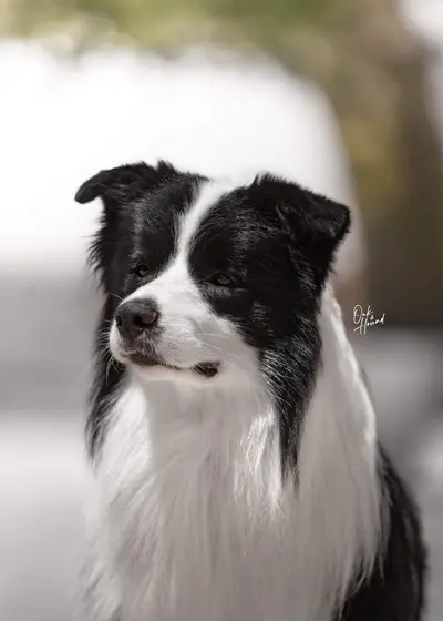 Benji