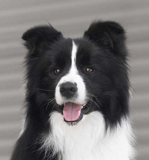 Davinci