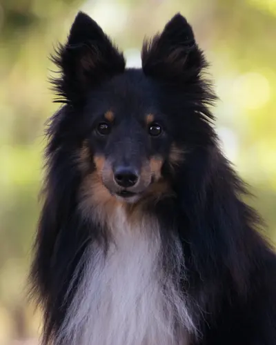 caspian_perfil