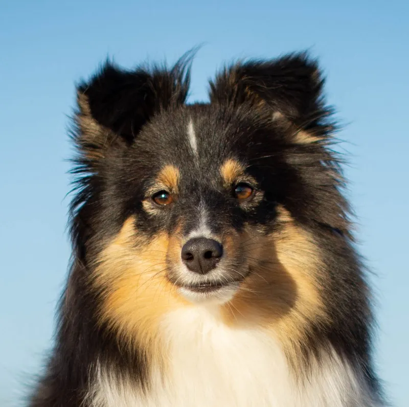 sicilia_perfil