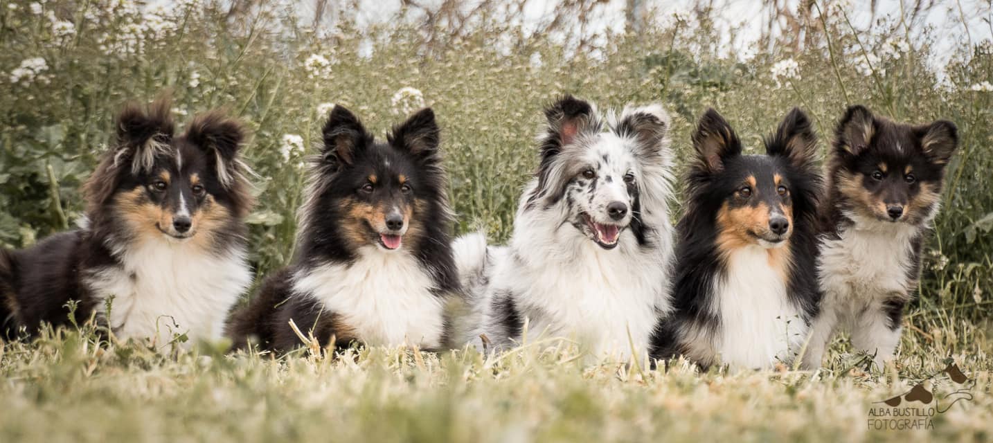 portada shelties