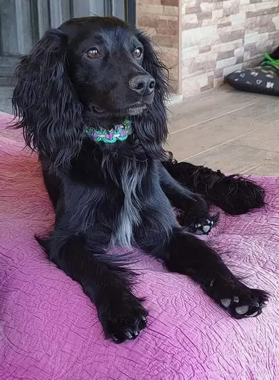 suri(2)