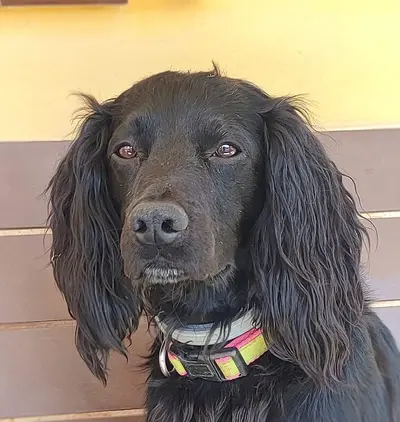 suri(8)