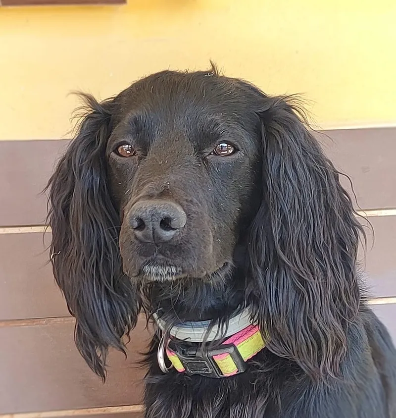 suri(8)